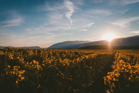 sun setting mountains covering vineyard with light